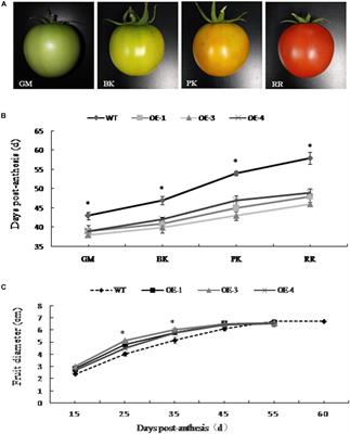 Overexpression of PpSnRK1α in Tomato Promotes Fruit Ripening by Enhancing RIPENING INHIBITOR Regulation Pathway